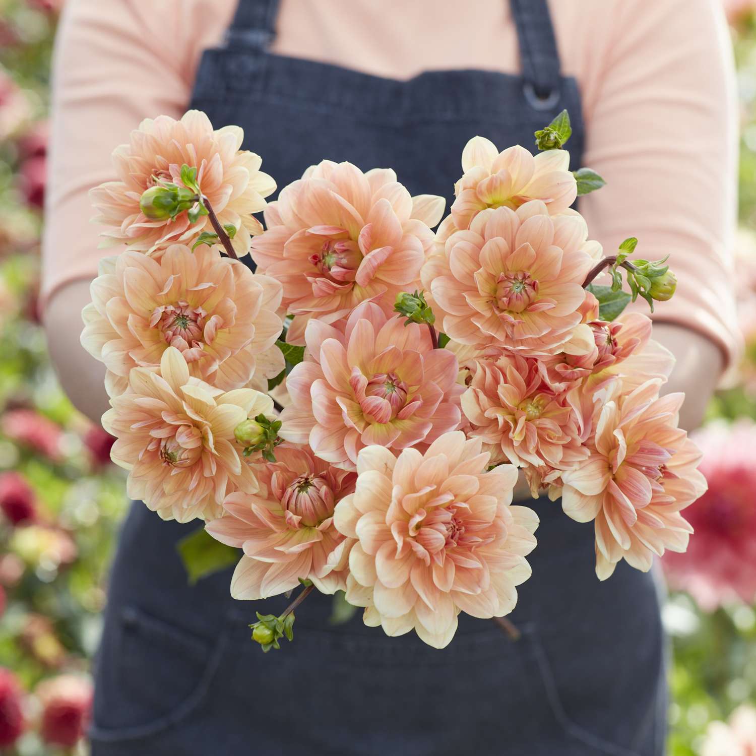 Dahlia 'Yvonne'